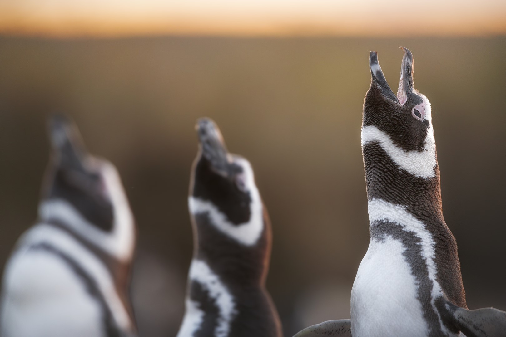 Fauna marina patagónica