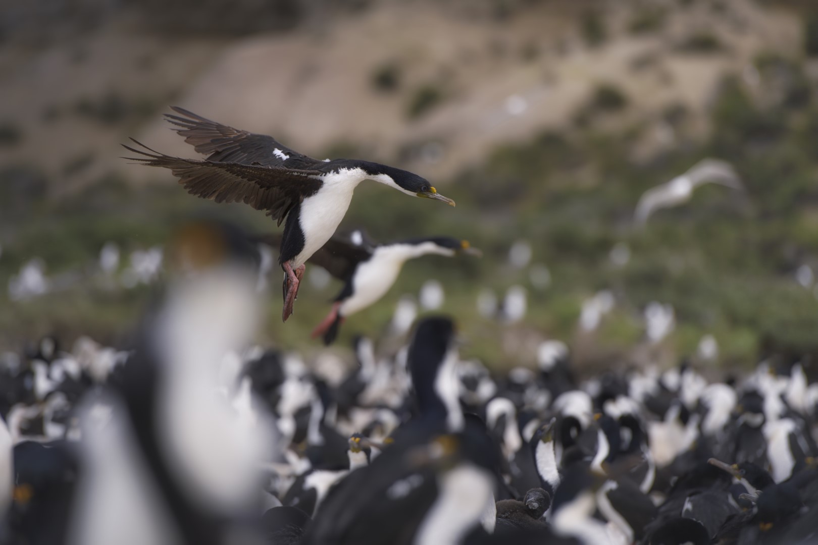 Fauna marina patagónica