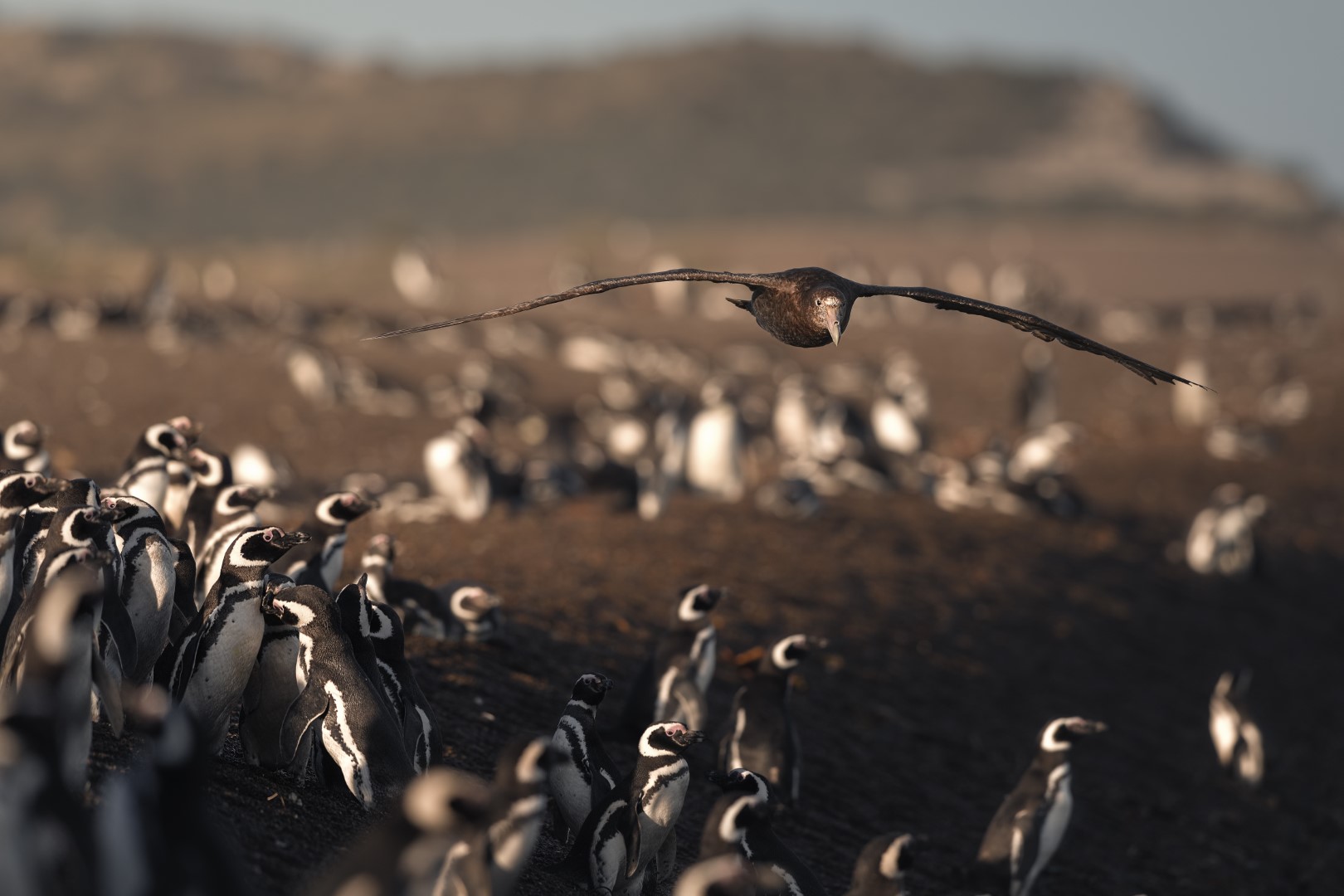 Fauna marina patagónica